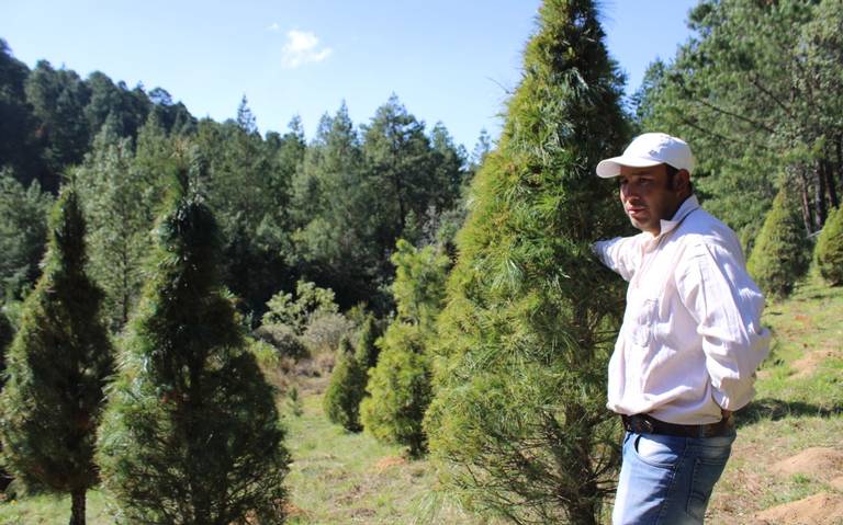 Producción de pino: actividad económica importante del municipio de Chignahuapan