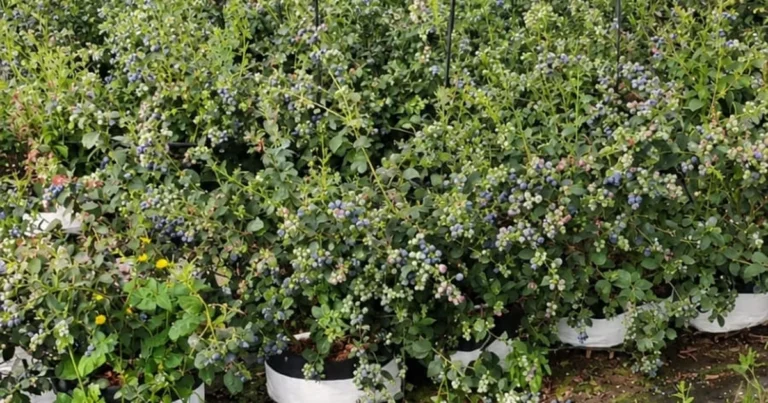 &ldquo;Planta de ar&aacute;ndano en producci&oacute;n con frutos azules en bolsa de cultivo, a la venta en Puebla
