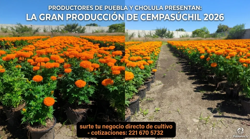 Cempasúchil en maceta en cultivo directo de productores de Puebla y Cholula