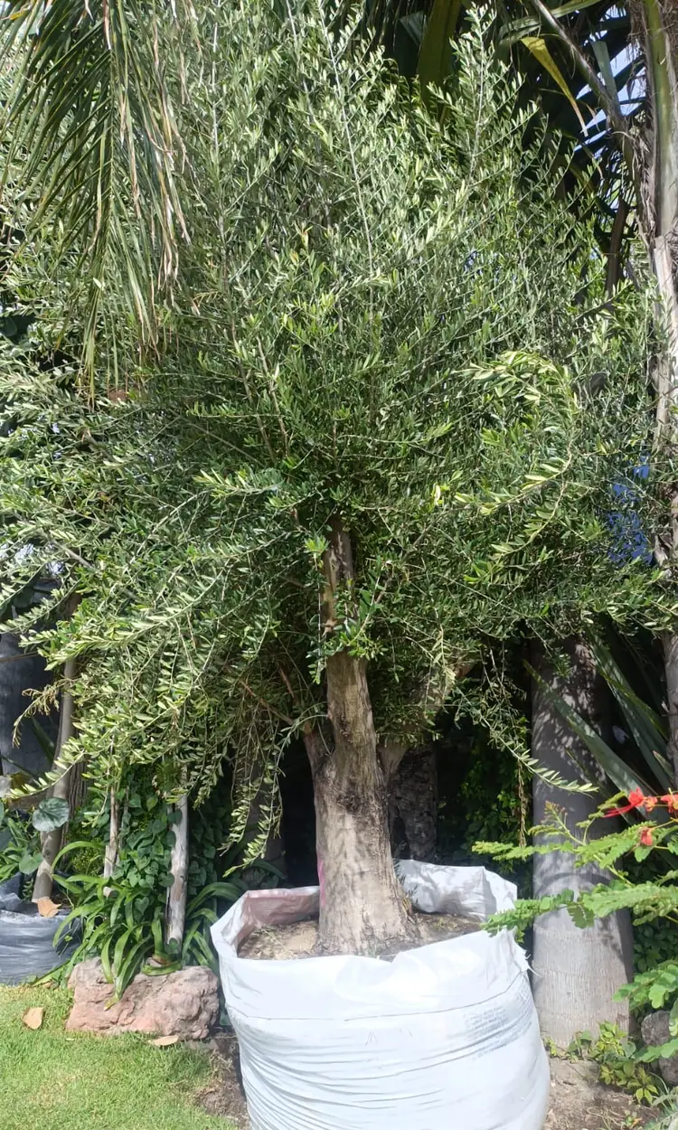 Olivo maduro de gran formato en bolsa de cultivo, venta de olivos en Puebla